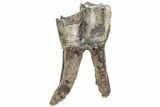 Fossil Woolly Rhino (Coelodonta) Tooth - Siberia #225207-1